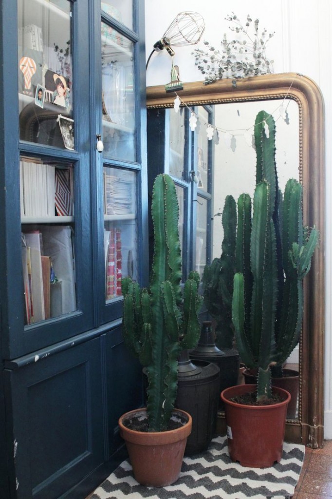 plantes et déco décoration inspiration plantes d'intérieur cactus maison blog déco